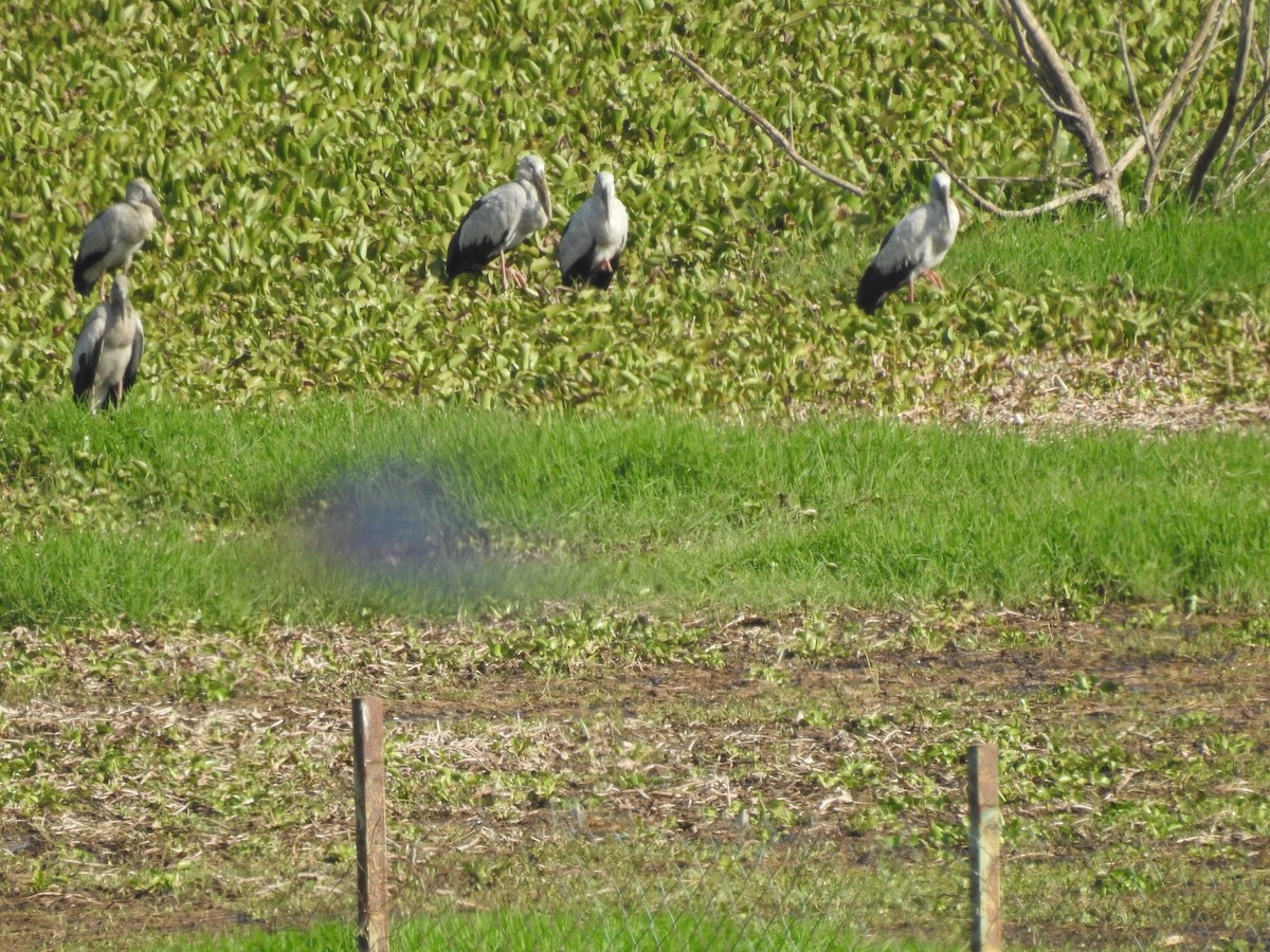 Asian Openbill - ML612627586