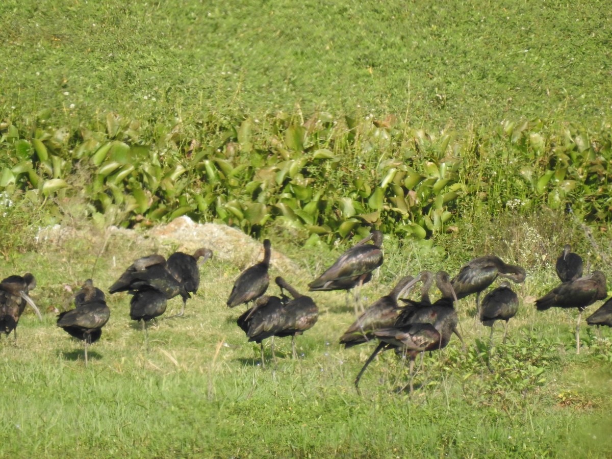 Glossy Ibis - Mallikarjuna Agrahar