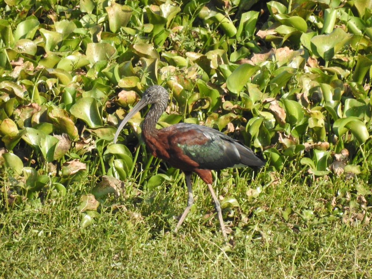 Glossy Ibis - ML612627593