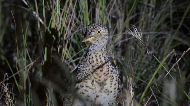 Plains-wanderer - ML612627667