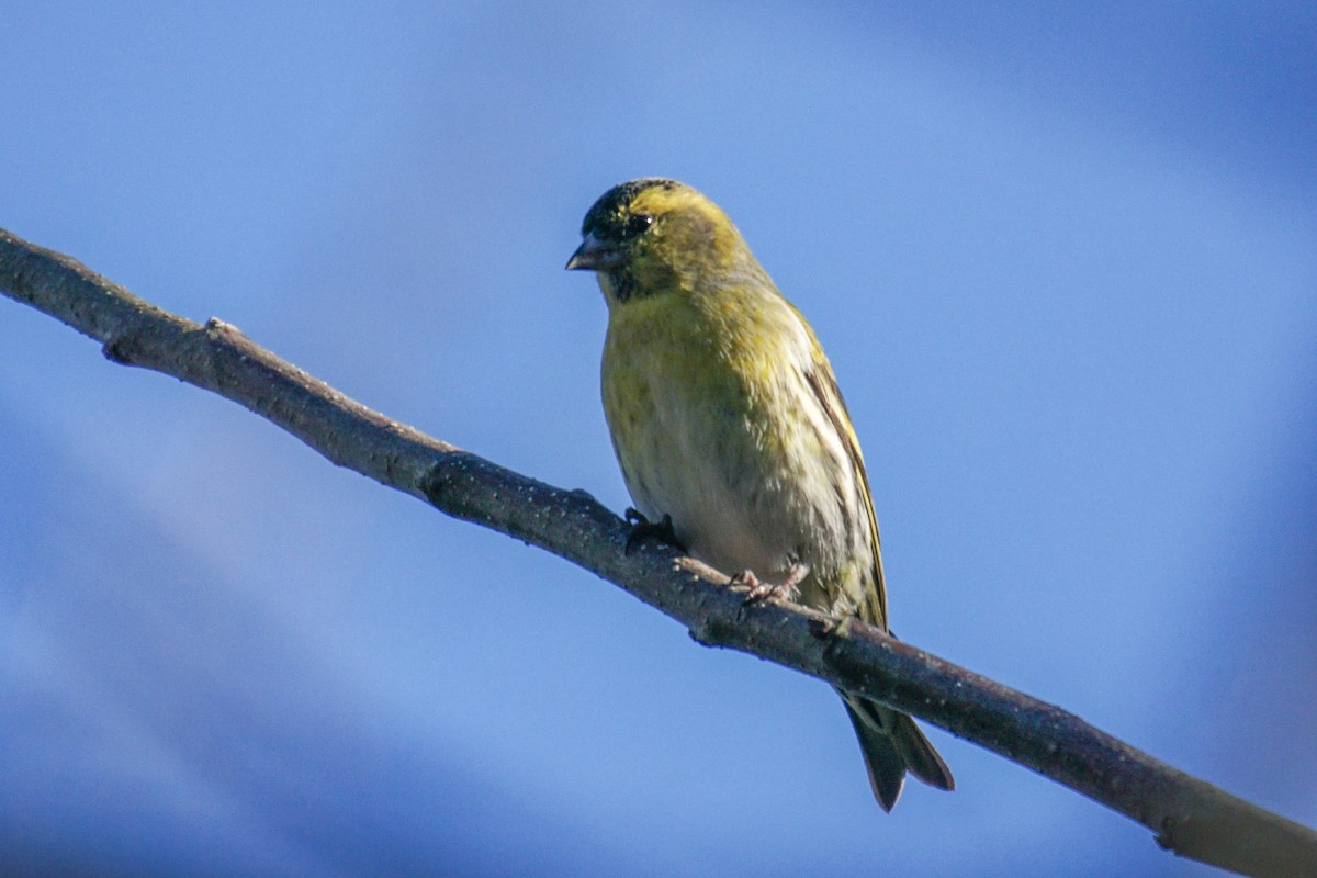 Eurasian Siskin - ML612627715