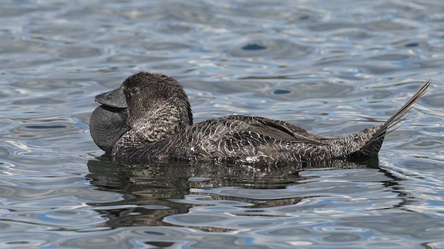 Musk Duck - ML612627717