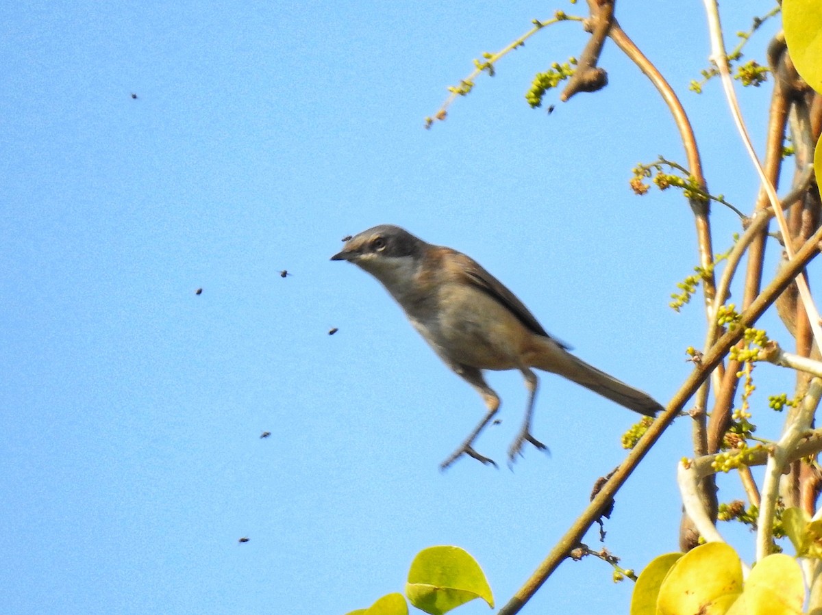 Lesser Whitethroat - Sukhwant S Raj