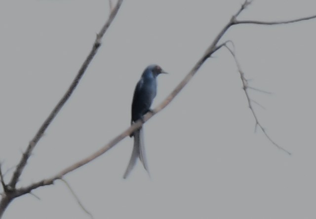 Үнсэн доронго - ML612627734