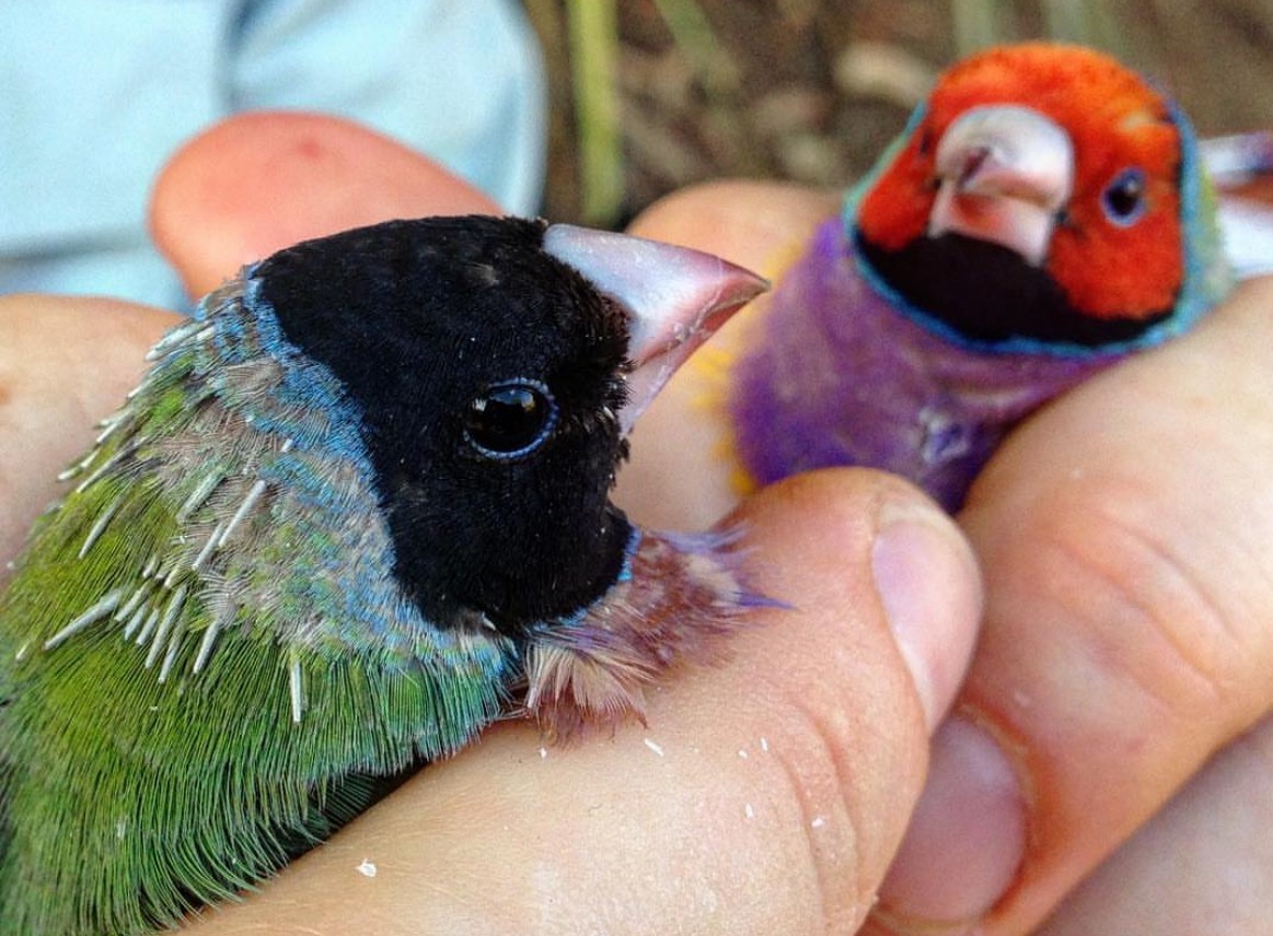 Gouldian Finch - ML612627763