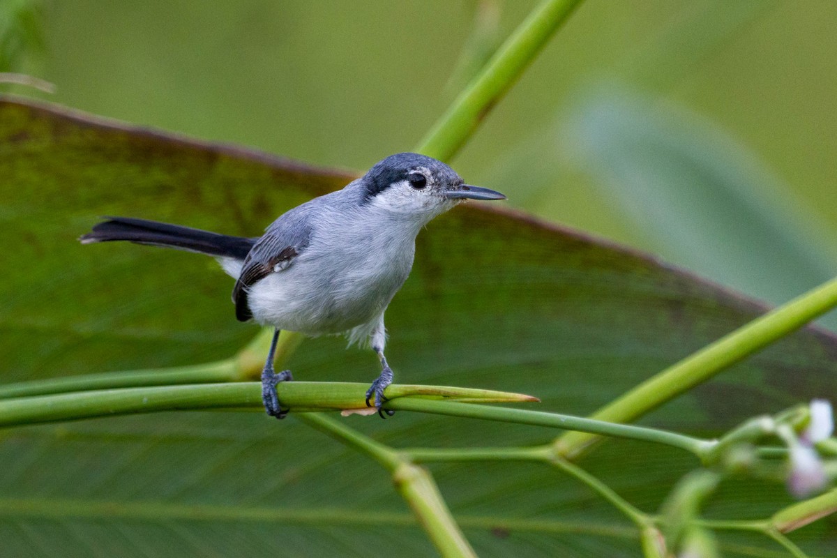 Tropical Gnatcatcher - ML612627787