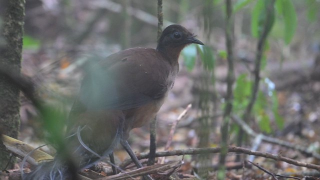 Albert's Lyrebird - ML612627849