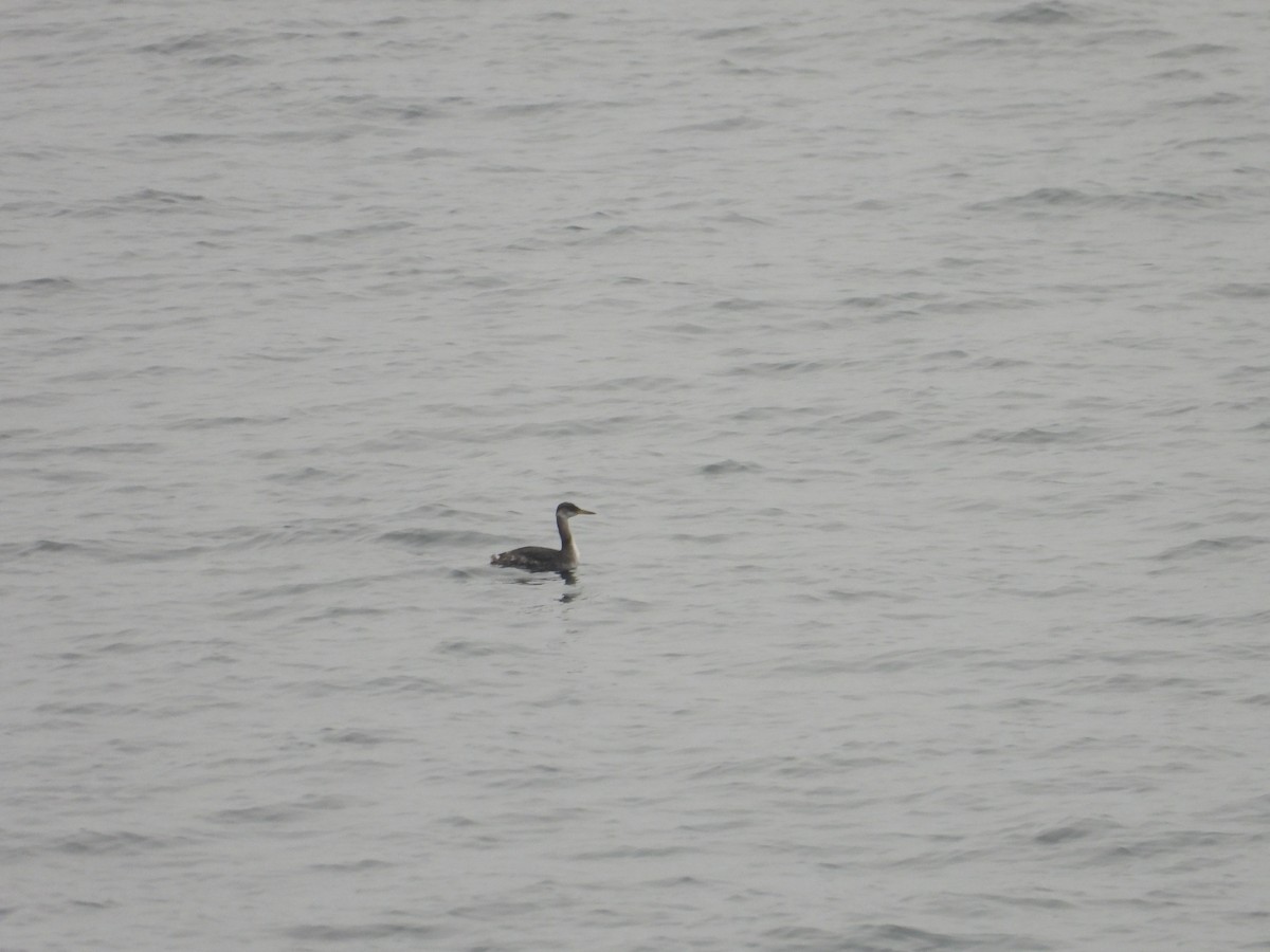 Red-necked Grebe - Jim Lind