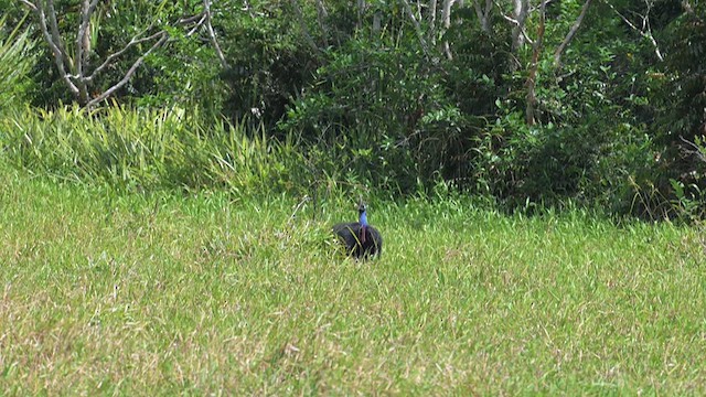 Southern Cassowary - ML612627901