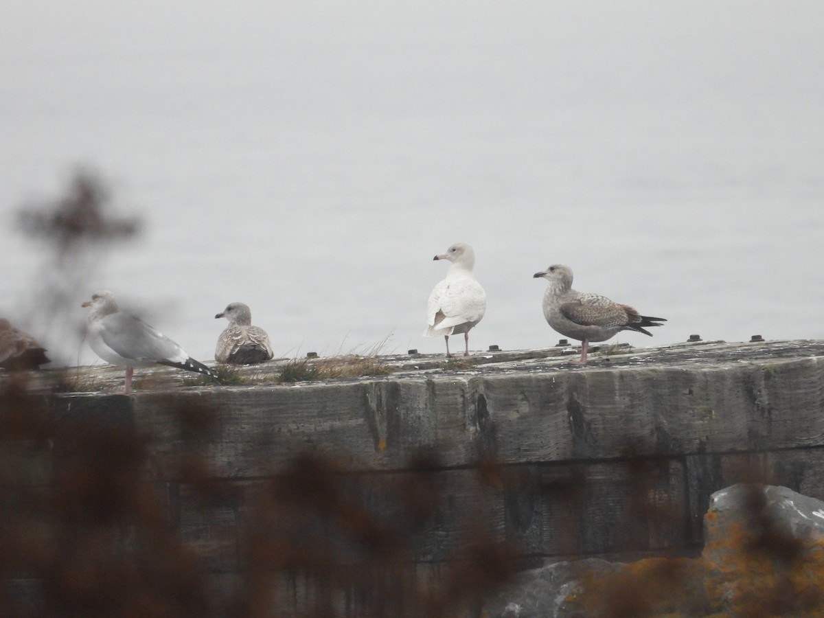 Glaucous Gull - ML612627947