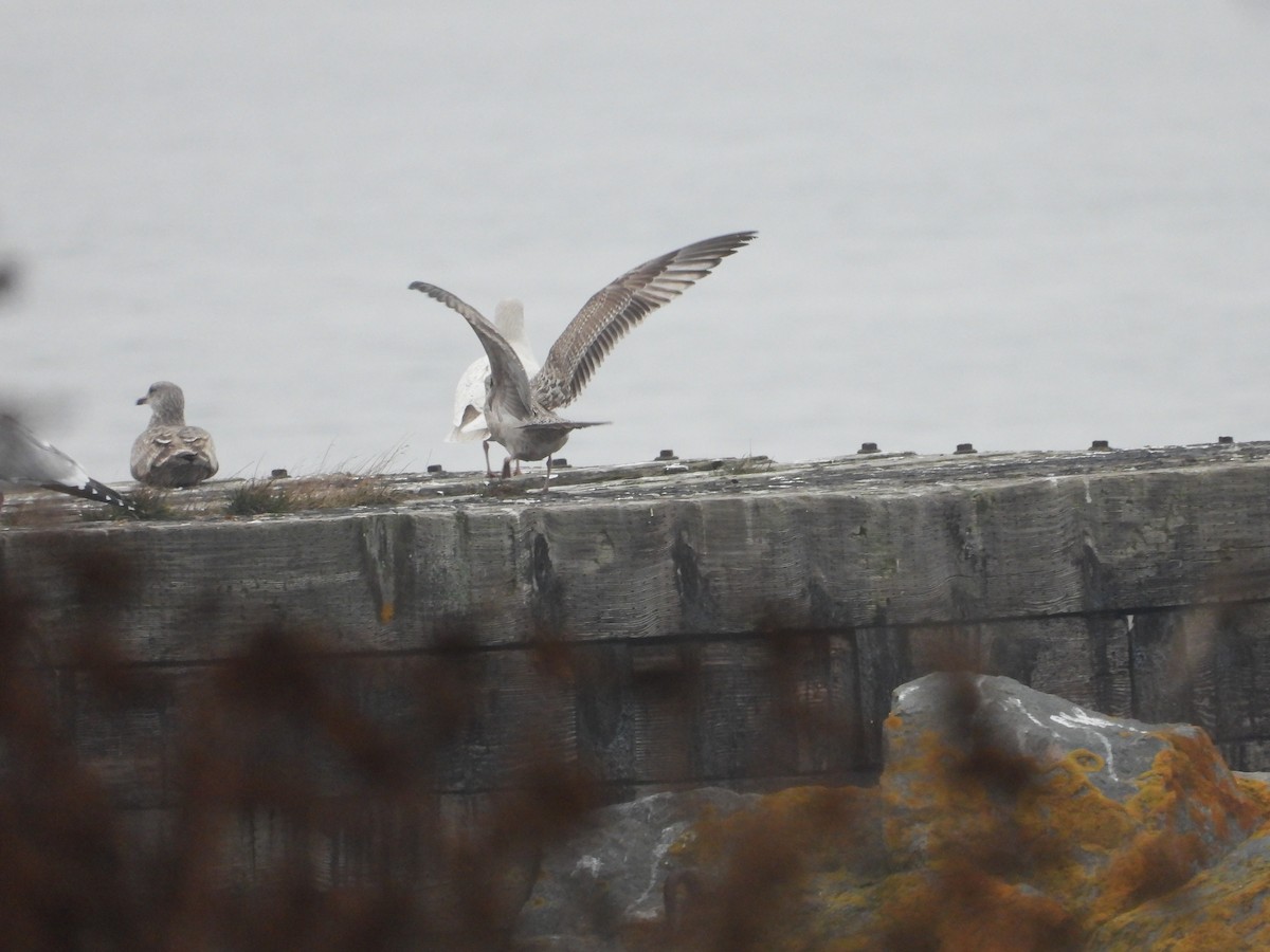 Herring Gull - ML612627951