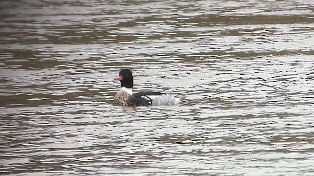 Red-breasted Merganser - ML612627955