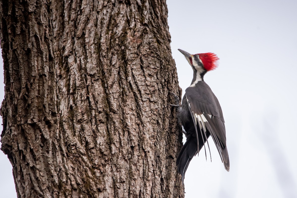 Pileated Woodpecker - ML612627973