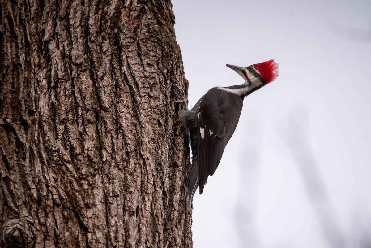 Pileated Woodpecker - ML612627974