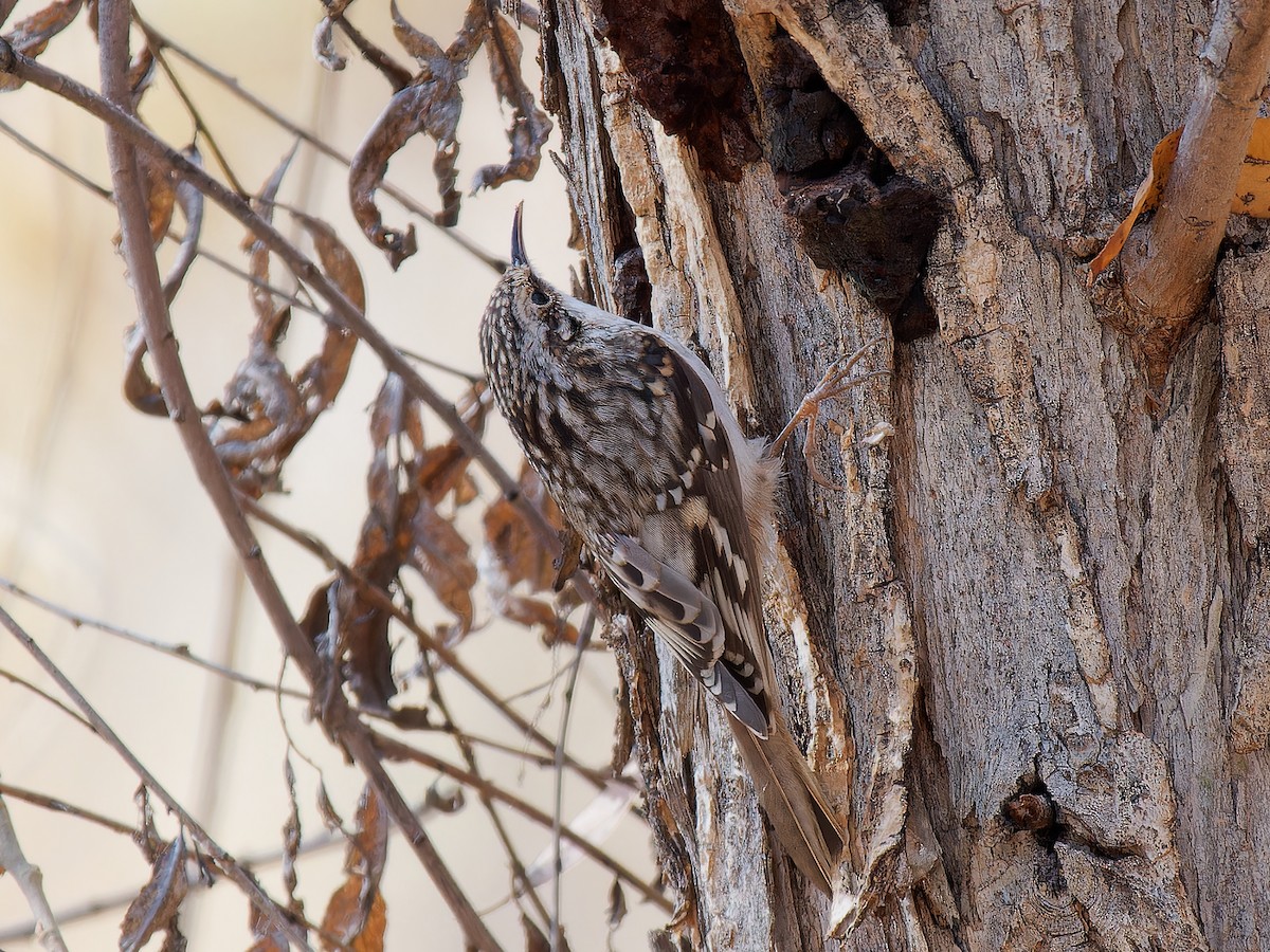 Brown Creeper - ML612628001