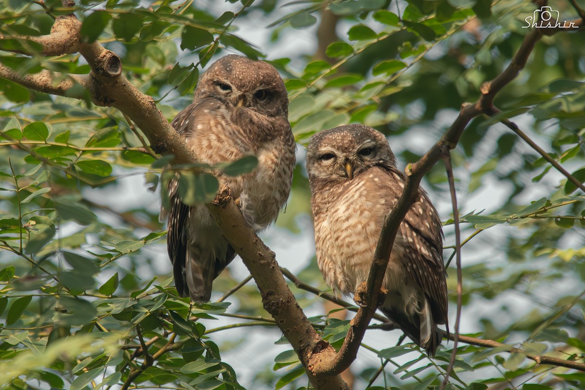 Spotted Owlet - ML612628074