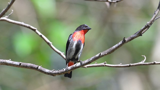 Picaflores Golondrina - ML612628106