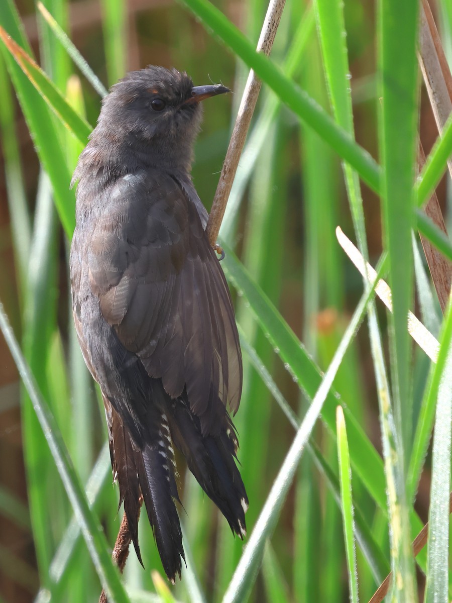 Gray-bellied Cuckoo - ML612628154