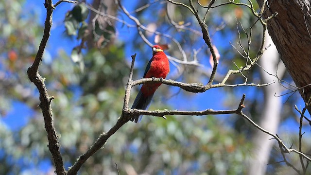 Western Rosella - ML612628179