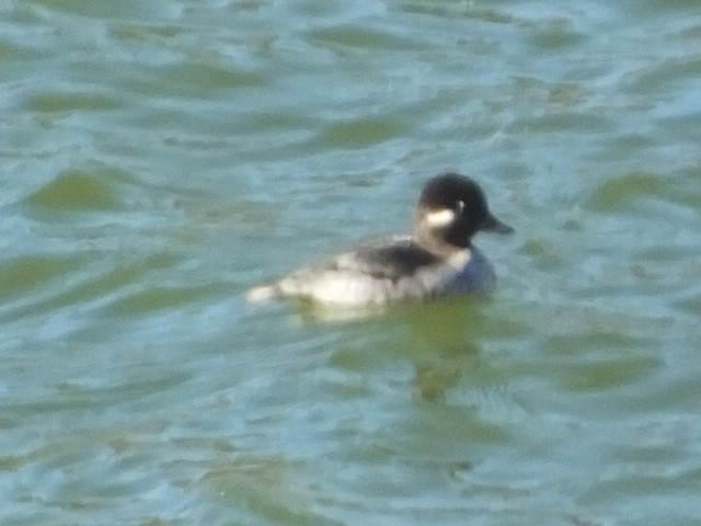 Bufflehead - ML612628187