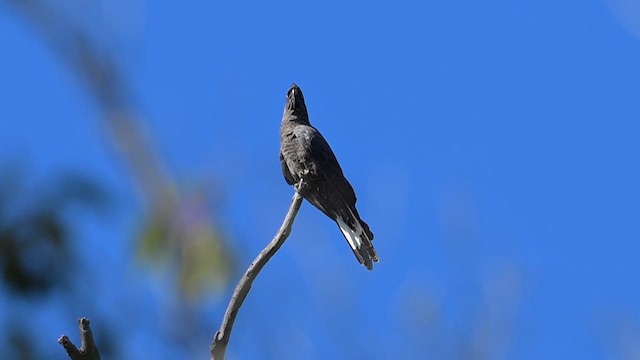 Baudin's Black-Cockatoo - ML612628191