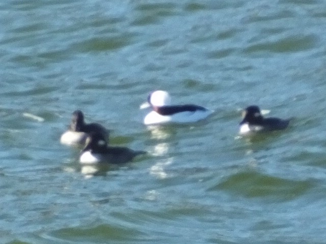 Bufflehead - ML612628192