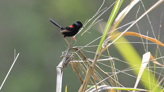 Red-backed Fairywren - ML612628289