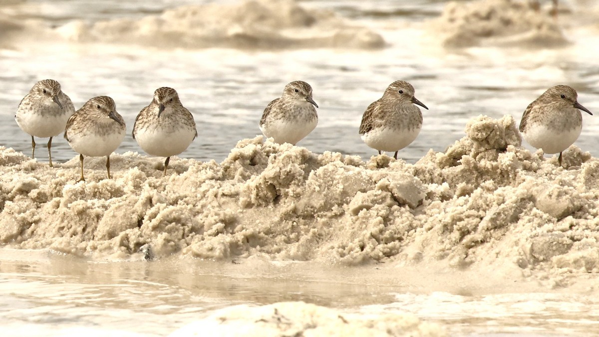 Least Sandpiper - Rob Crawford