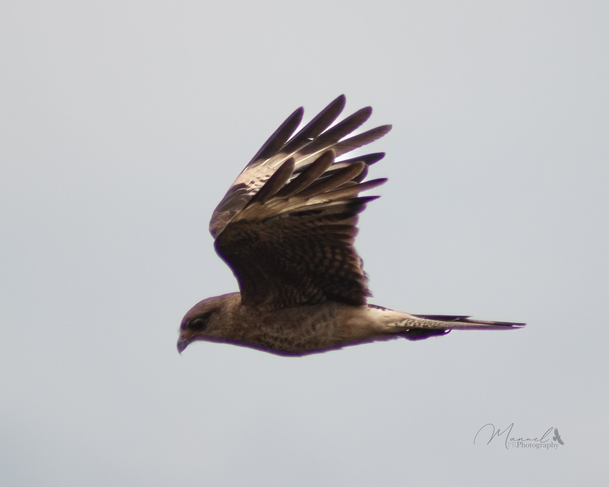 Caracara chimango - ML612628324