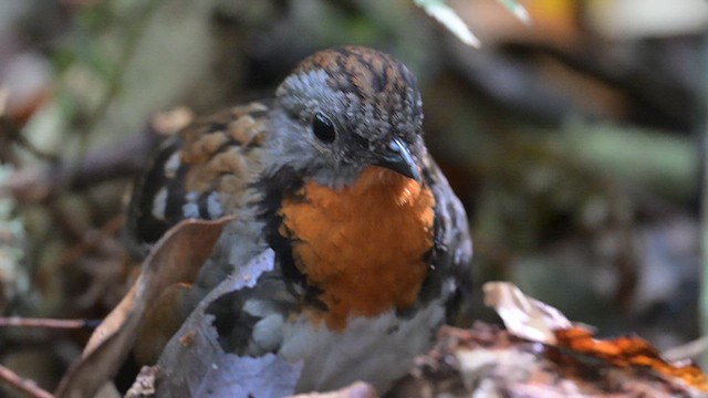 Australian Logrunner - ML612628360