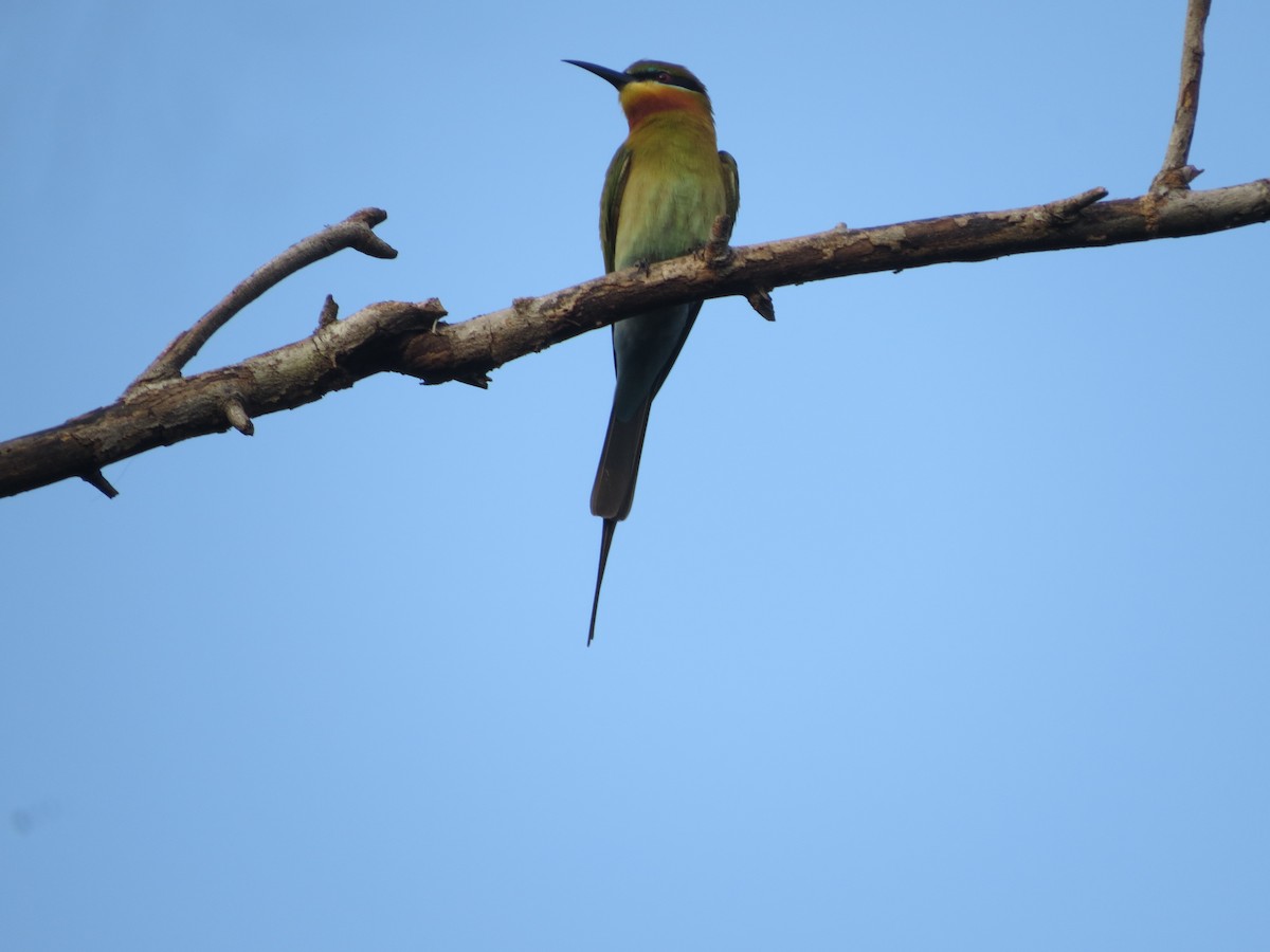 Blue-tailed Bee-eater - ML612628367