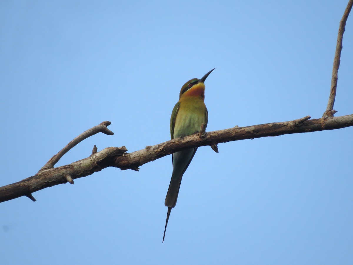 Blue-tailed Bee-eater - ML612628369