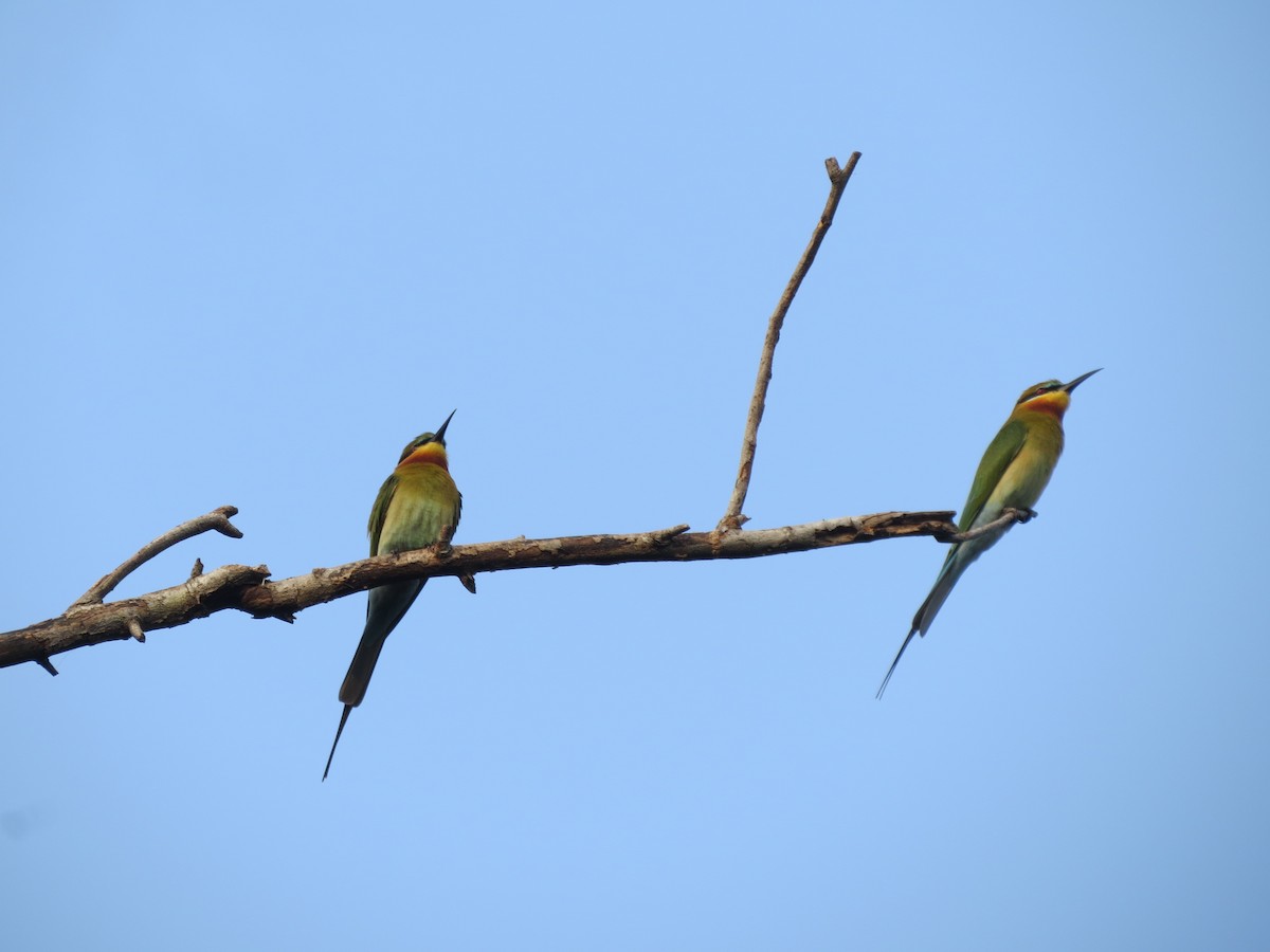 Blue-tailed Bee-eater - ML612628379