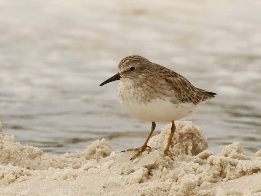 Least Sandpiper - Rob Crawford