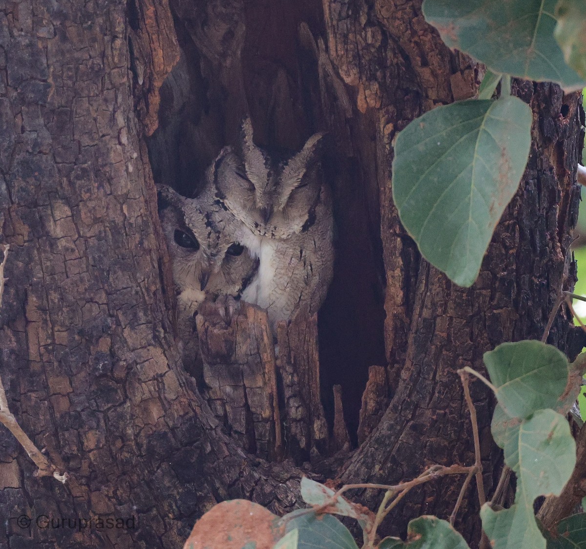 Indian Scops-Owl - Guru prasad