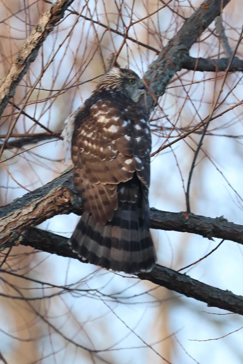 Cooper's Hawk - ML612628435