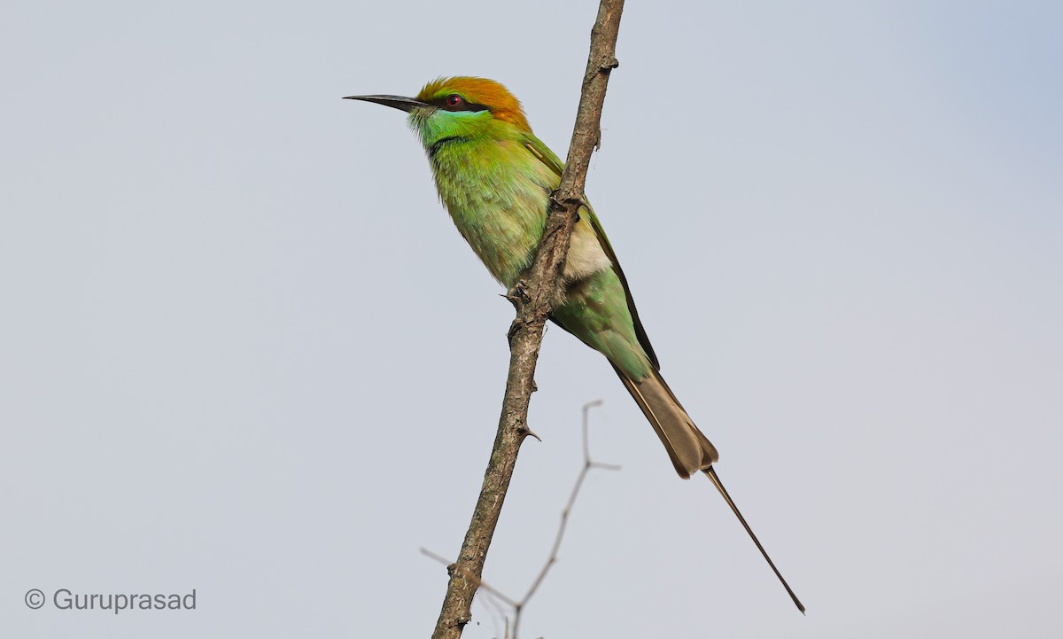 Asian Green Bee-eater - Guru prasad