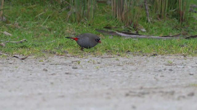 Beautiful Firetail - ML612628452