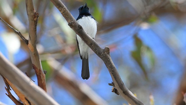 Satin Flycatcher - ML612628490