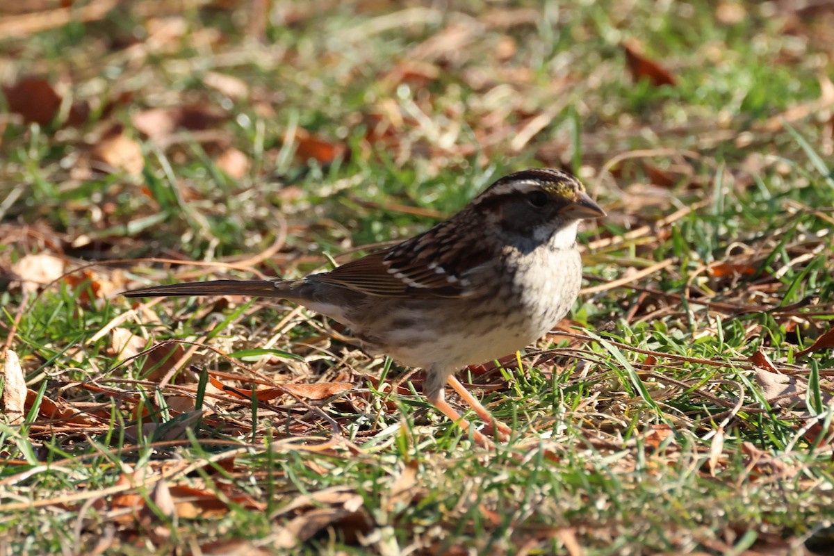 White-throated Sparrow - David Bates