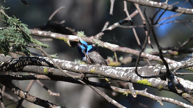 Superb Fairywren - ML612628566