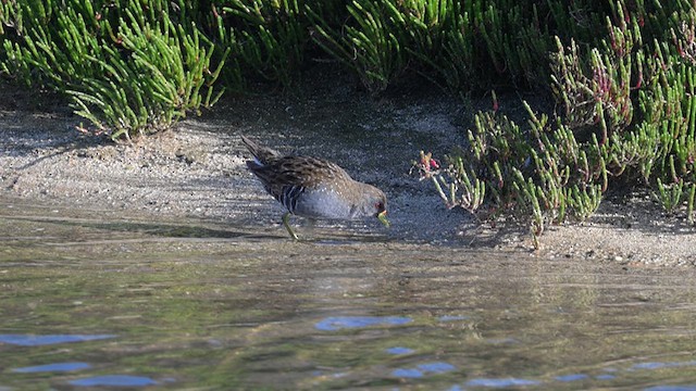 Australian Crake - ML612628608