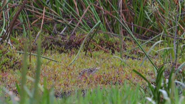 Latham's Snipe - ML612628697