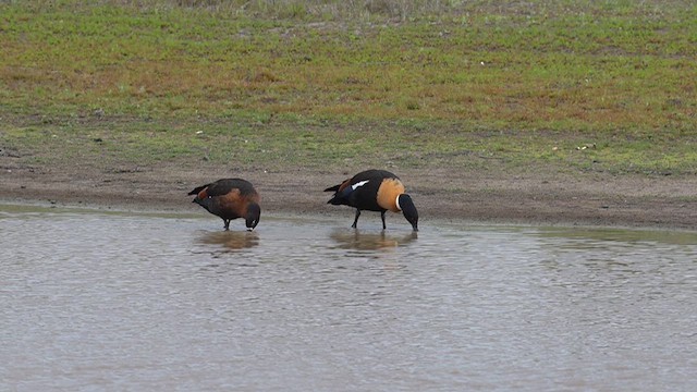 Australian Shelduck - ML612628713