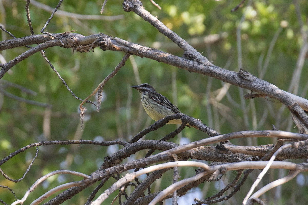 Sulphur-bellied Flycatcher - ML612628718