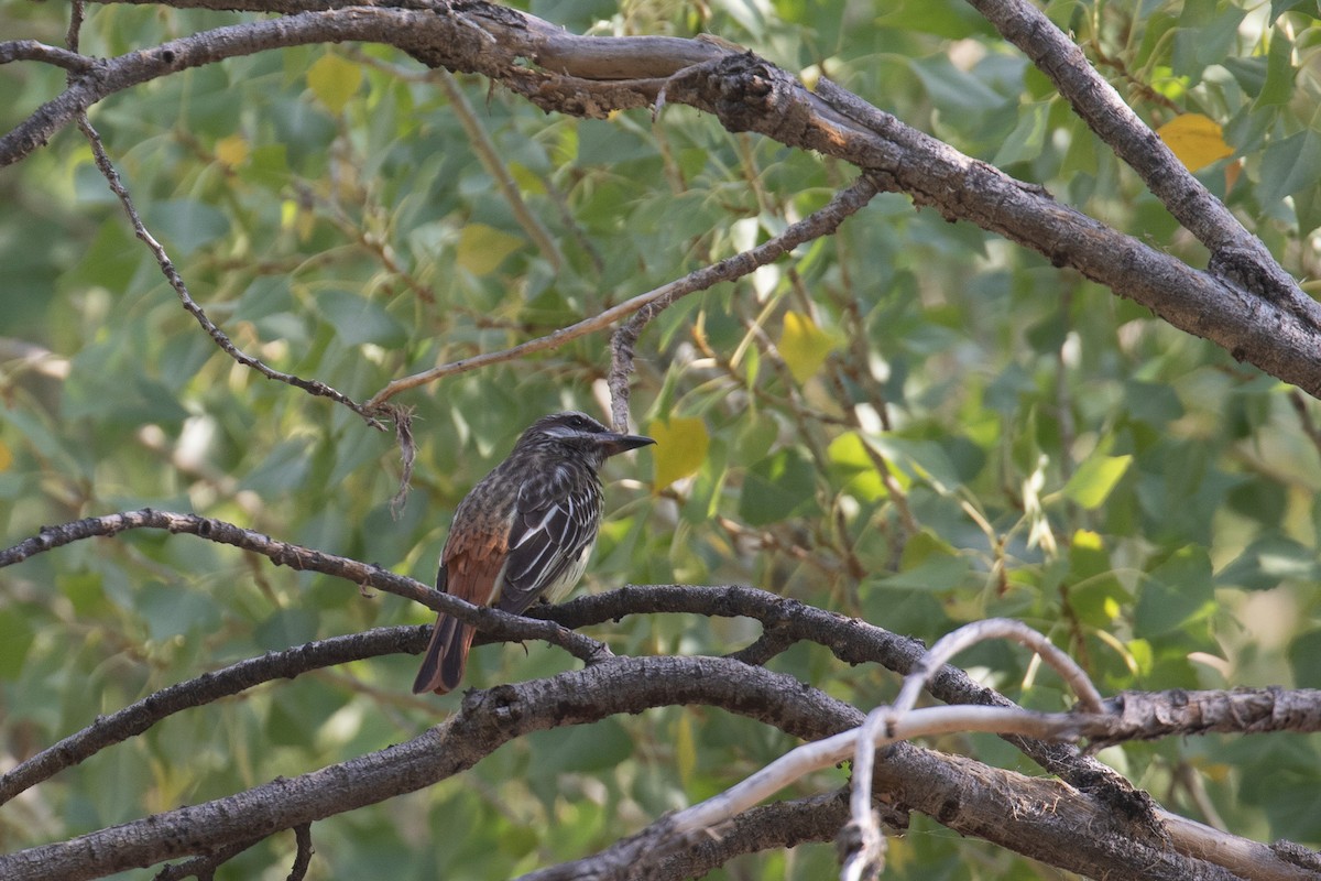 Sulphur-bellied Flycatcher - ML612628719