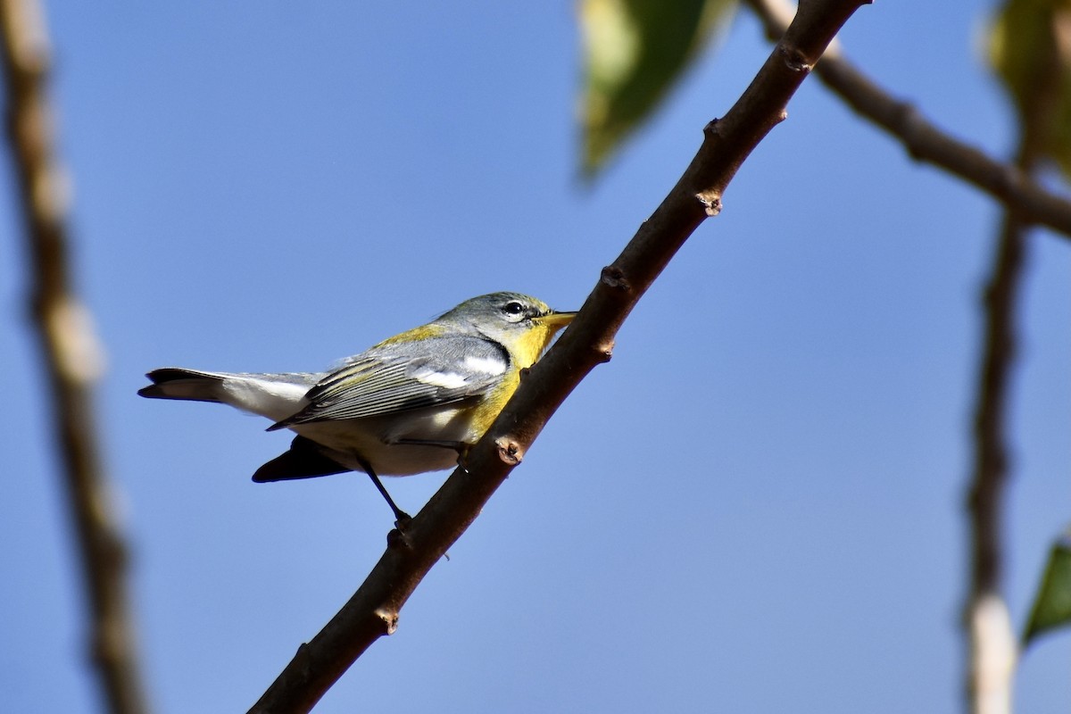 Northern Parula - Alexis  Callejas Segura