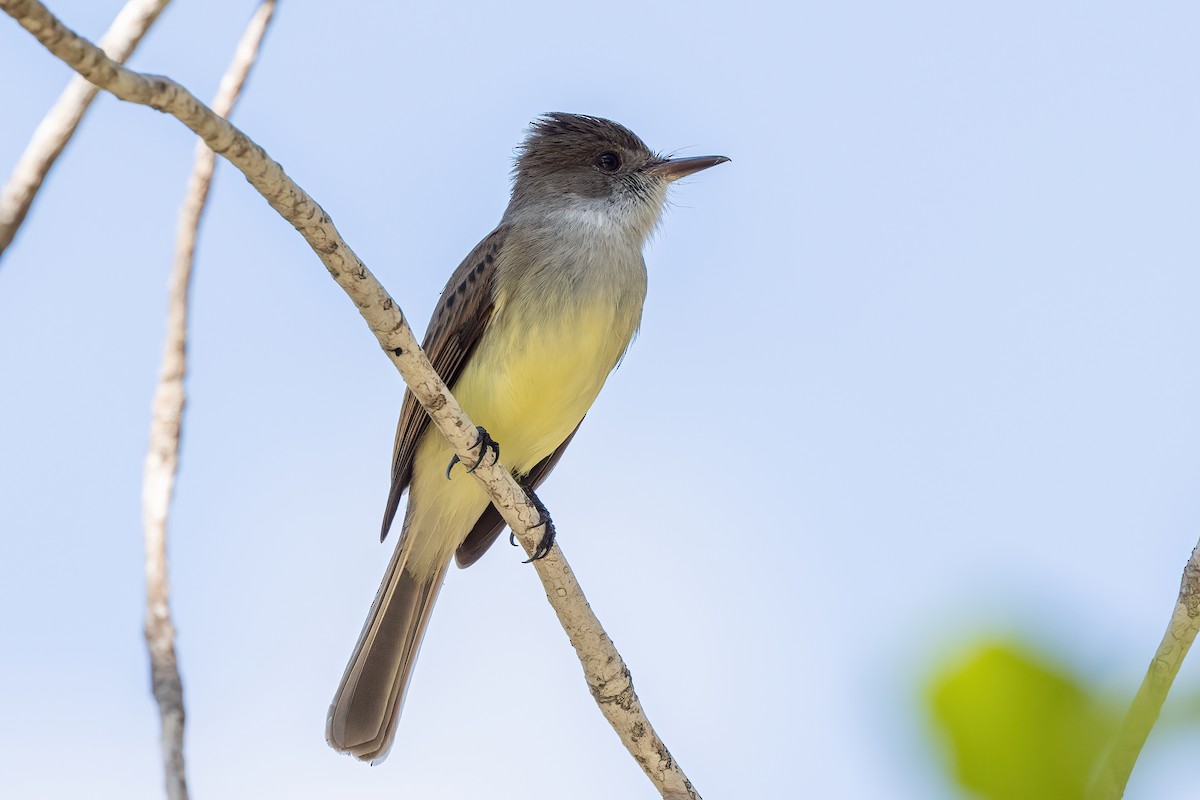 Yucatan Flycatcher - ML612628823