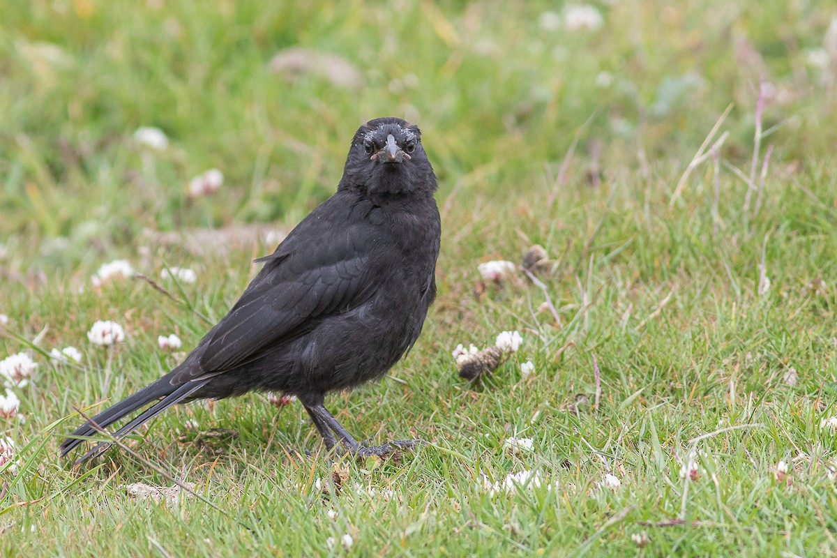 Austral Blackbird - ML612628833