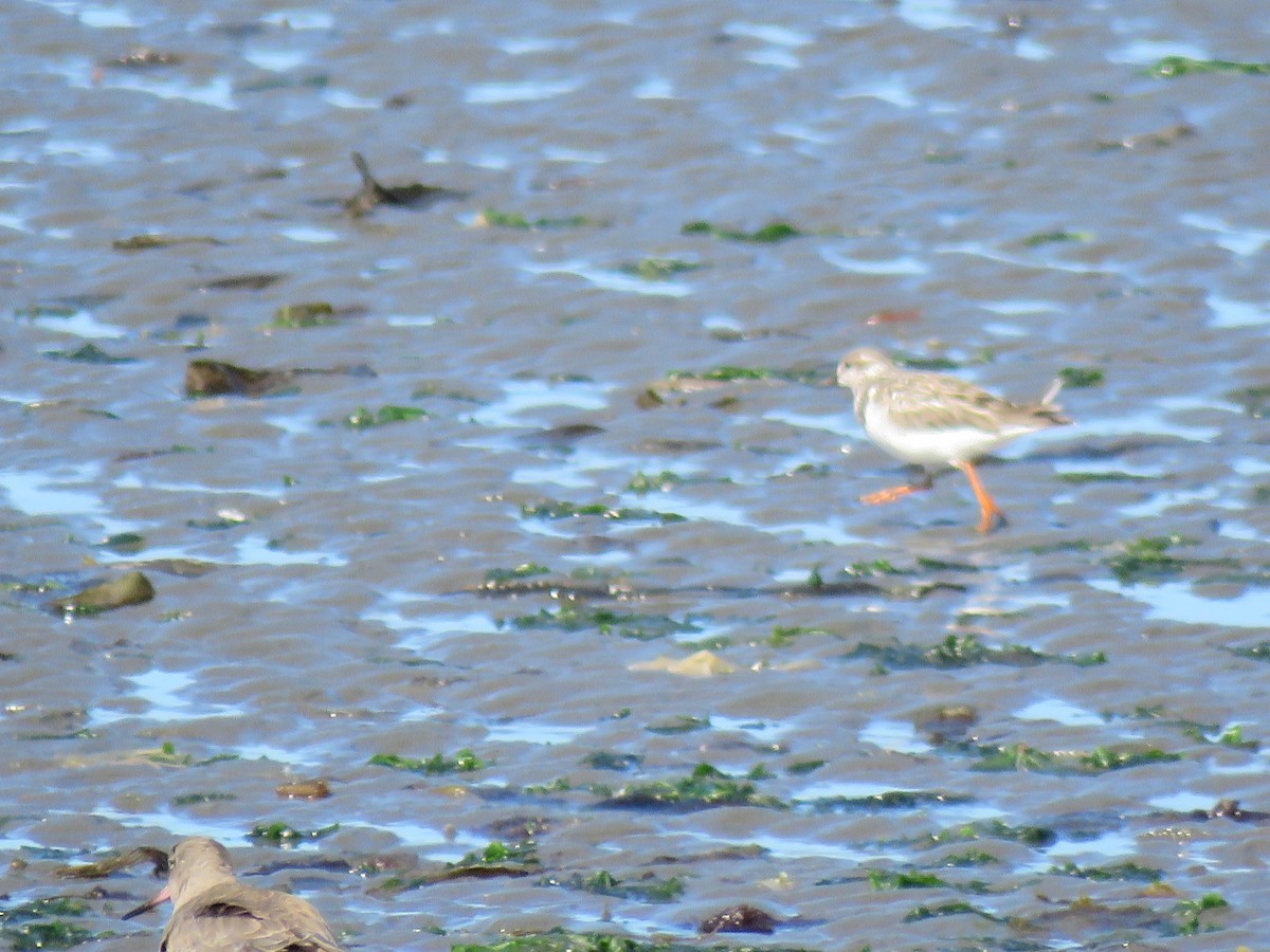 Ruddy Turnstone - ML612628868